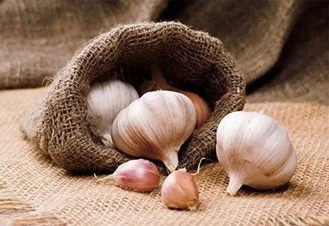 تصویر 3 از خرید سیر سفید خشک + قیمت فروش استثنایی